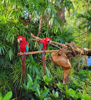 Discovery Cove