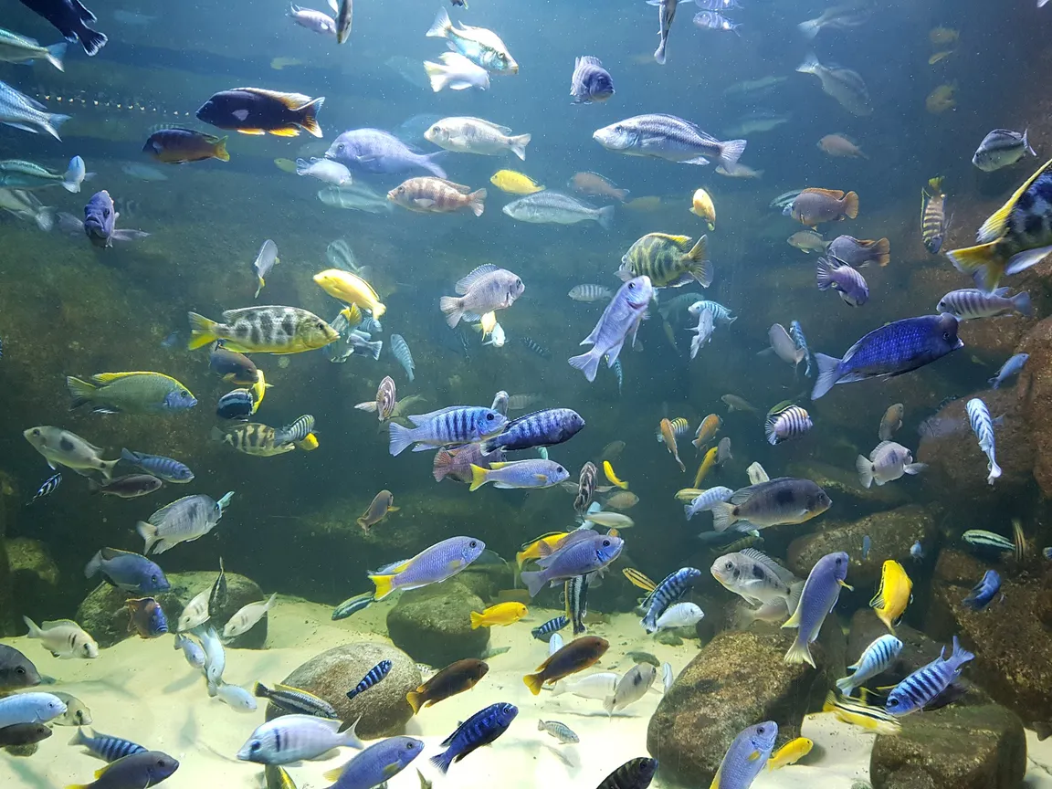 MIEJSKI OGRÓD ZOOLOGICZNY W PŁOCKU Sp. z o.o.