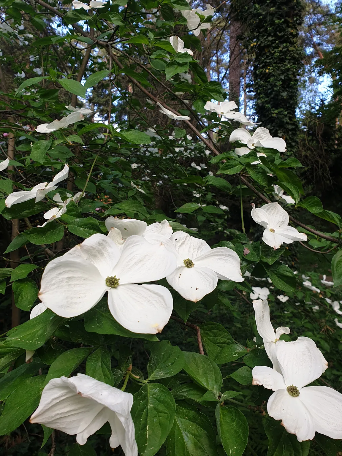 Arboretum SGGW w Rogowie