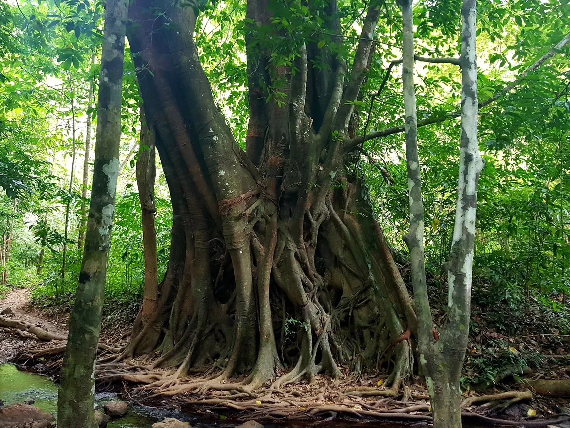Khlong Chak Bat Cave