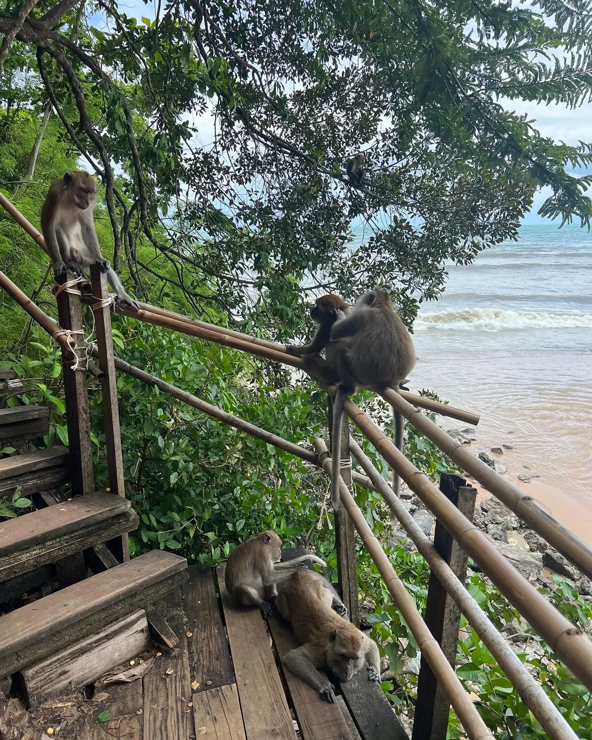 Monkey Trail, Ao Nang