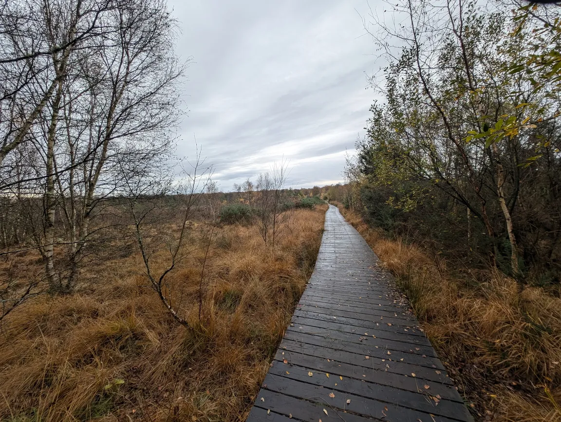Whitmoor Common