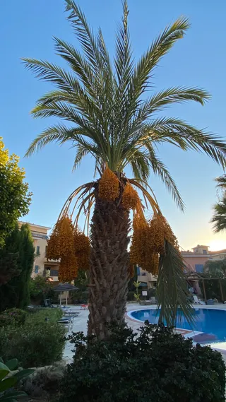Limnaria Gardens