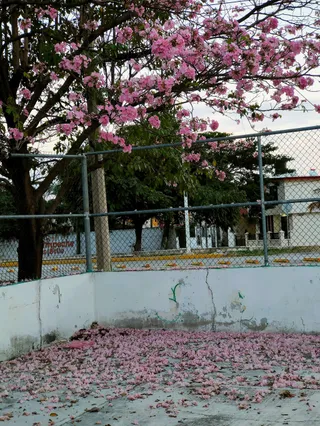 Parque