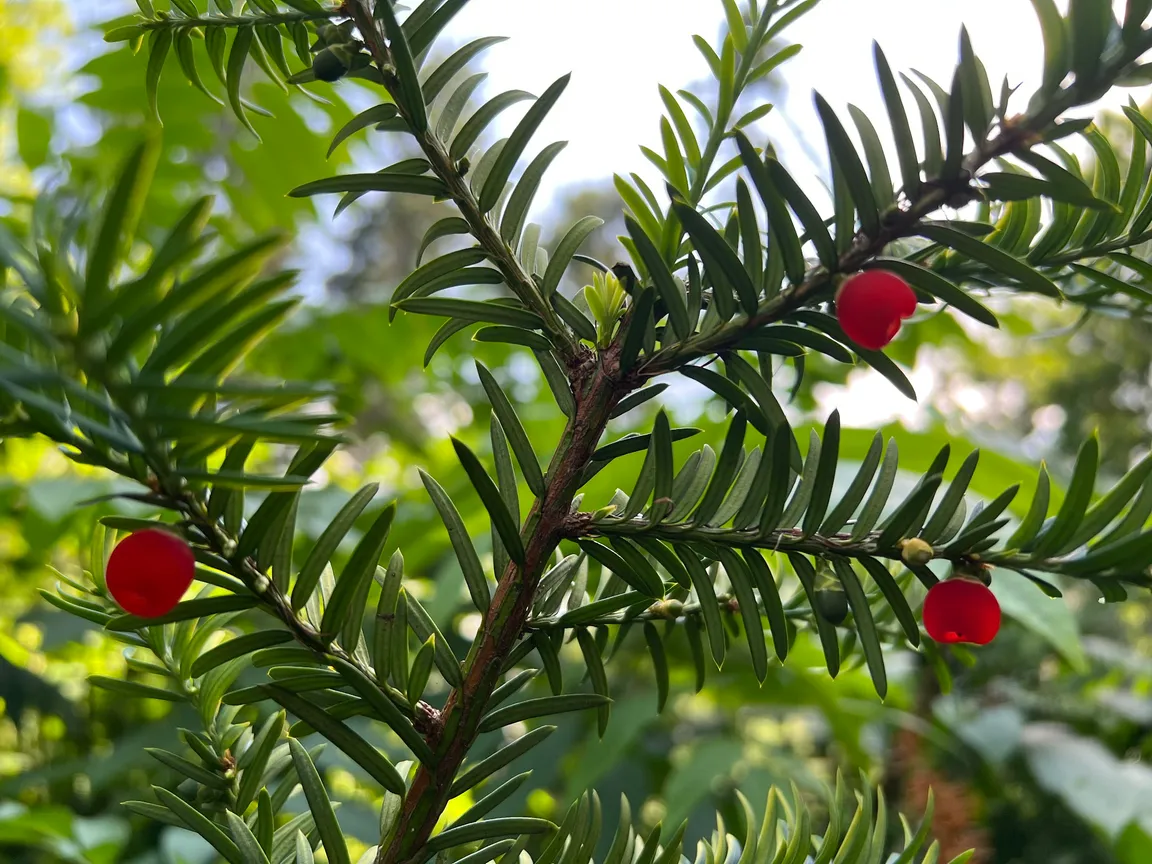 Syretsʹkyy Dendrolohichnyy Park