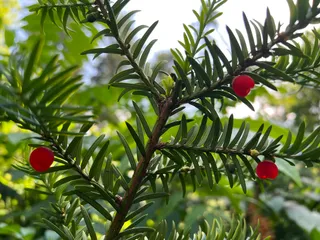 Syretsʹkyy Dendrolohichnyy Park