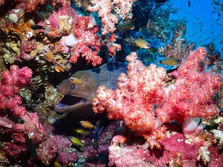 Sea Bees Diving Khao Lak | Scuba Diving Similans