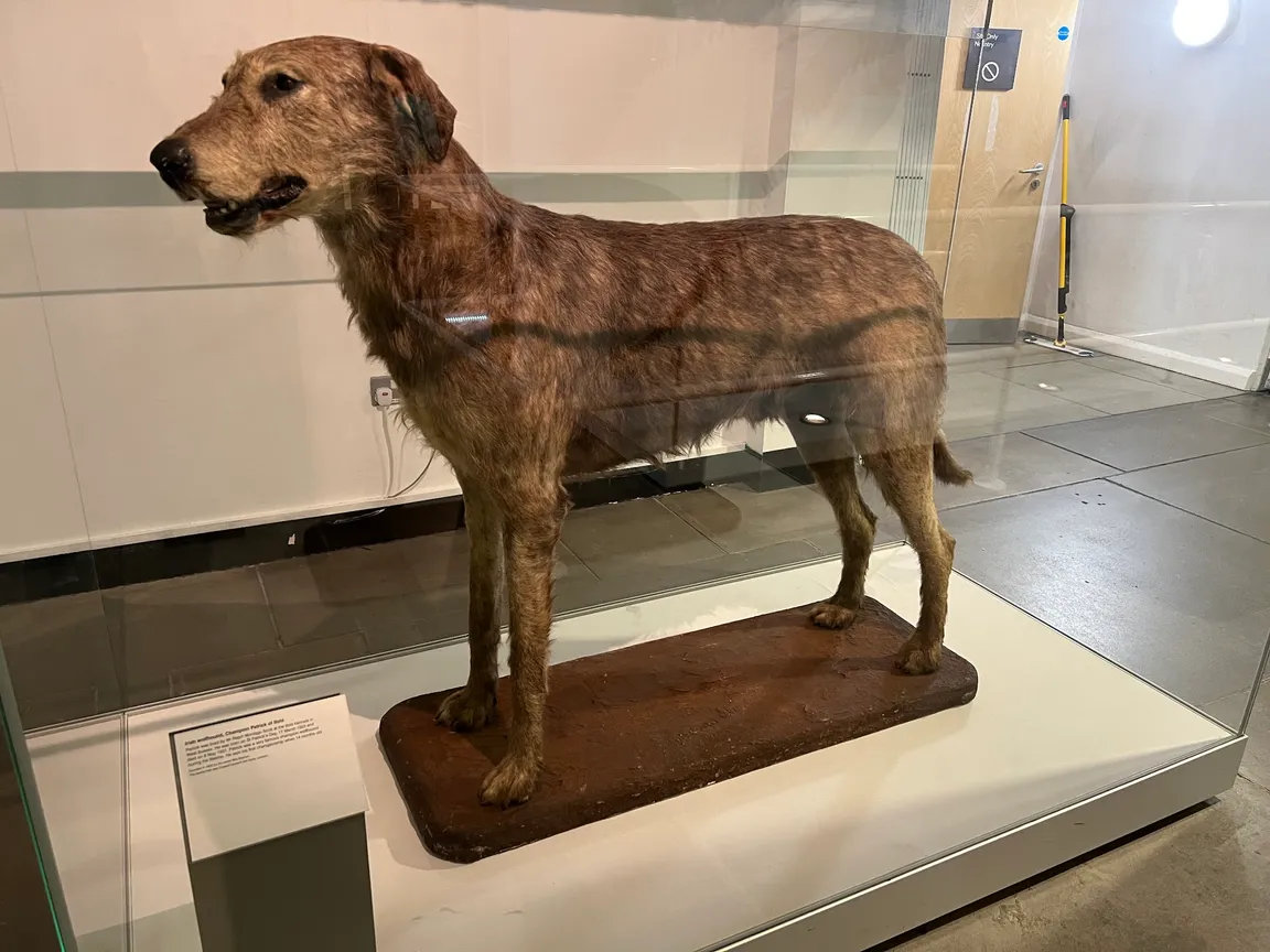 Ulster Museum