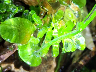 Ila waterfall