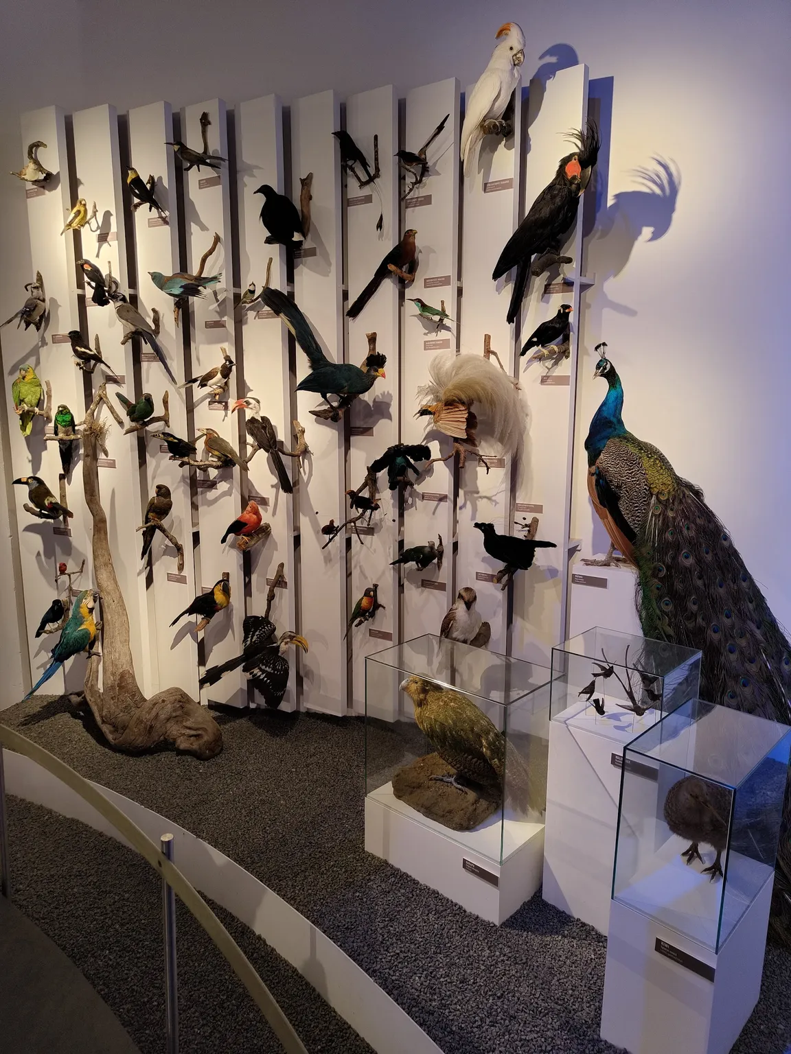 Naturhistorisk Museum Aarhus