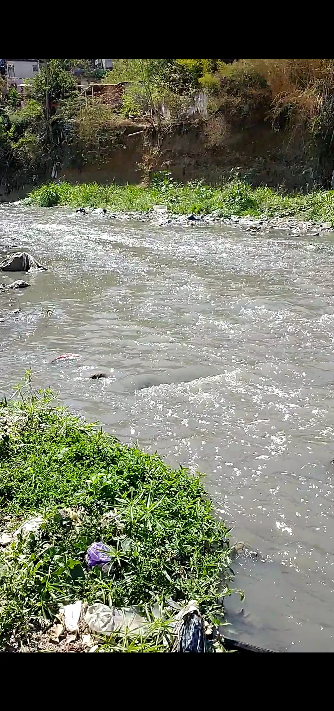 Río negro / las vacas