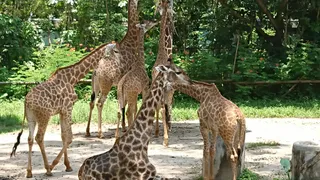 Shenzhen Safari Park