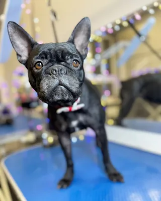 wySPA PSA salon strzyżenia psów, groomer, kursy groomerskie