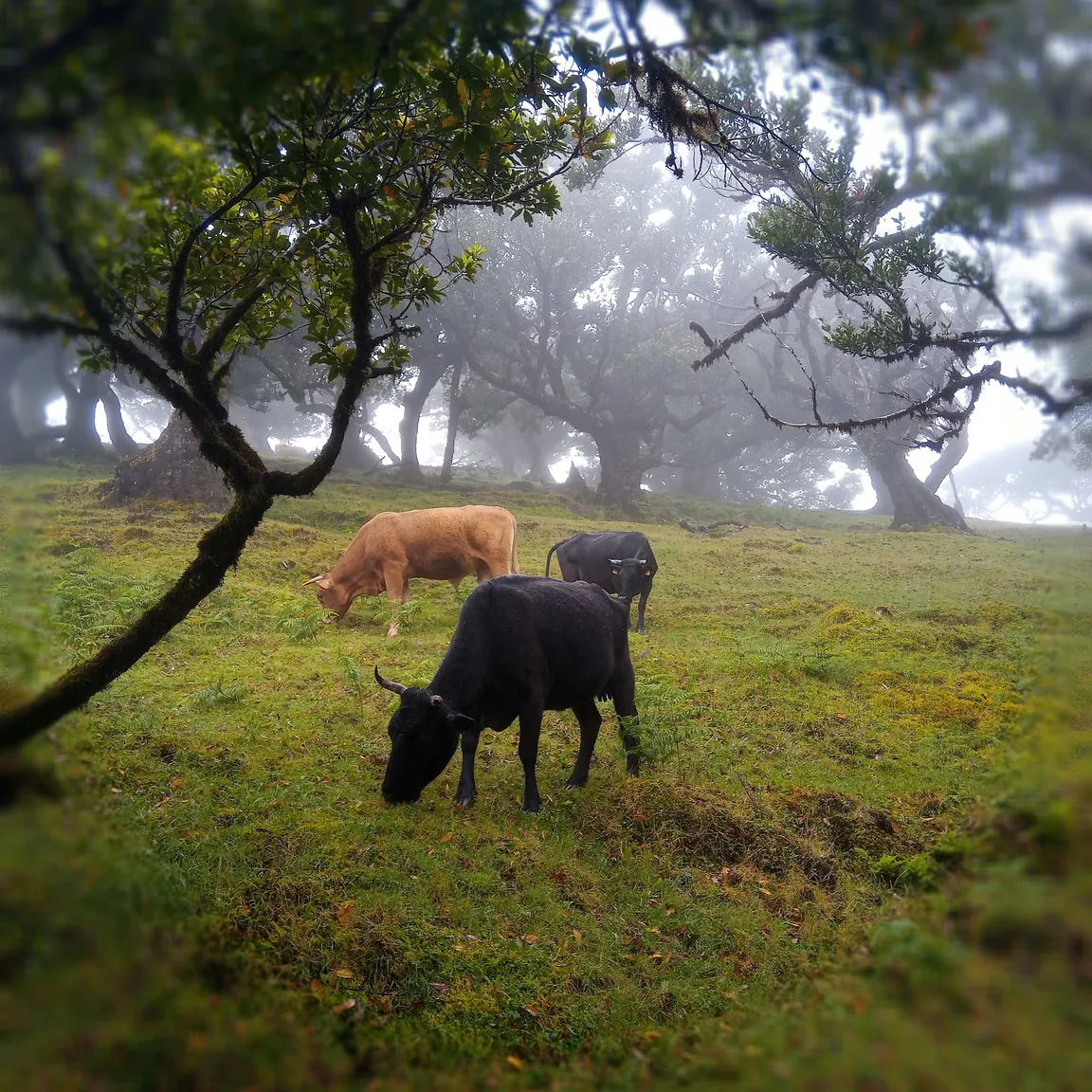 Madeira Trekking On Demand
