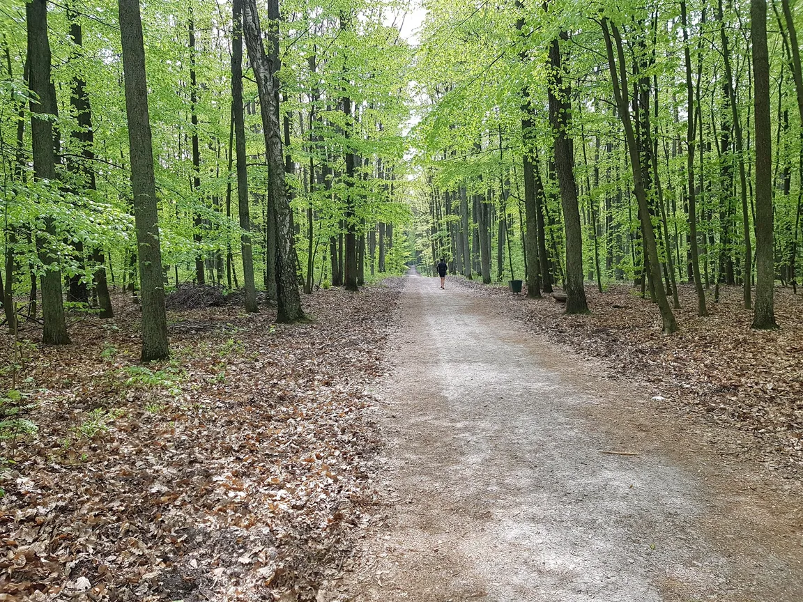 Rezerwat Przyrody Las Łagiewnicki