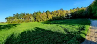 Las Krępiec-Kazimierzówka