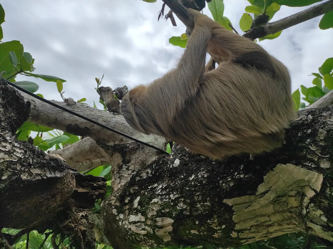 Park Narodowy Cahuita
