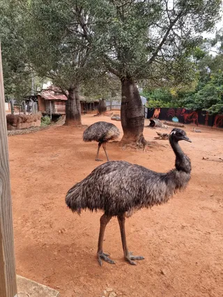 Dreamworld Corroboree