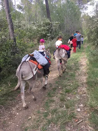 P'tits Ânes