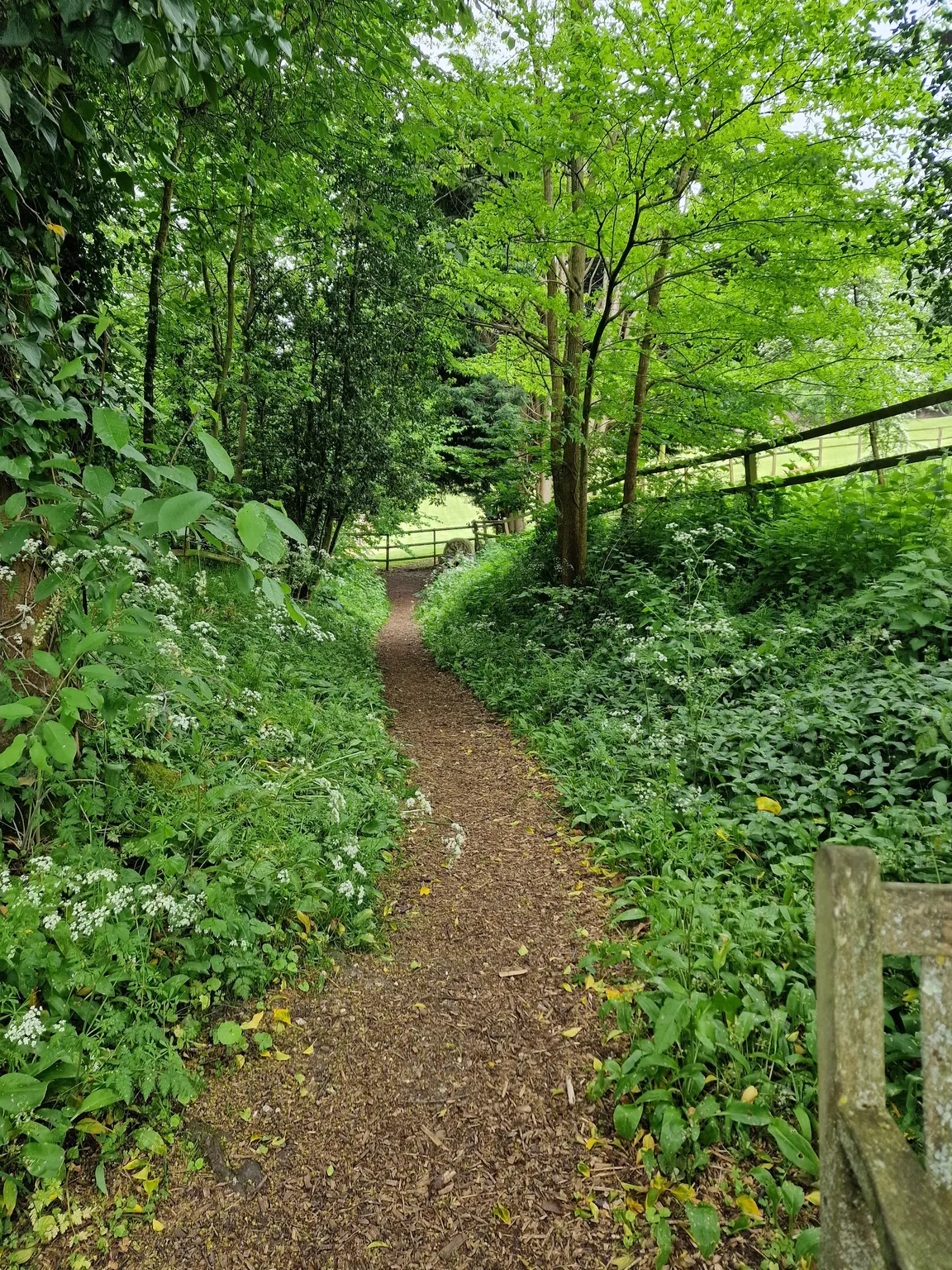 The Ladywell