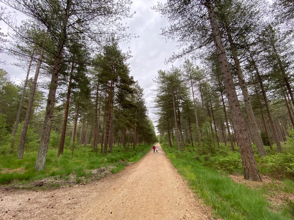 Moors Valley Country Park & Forest