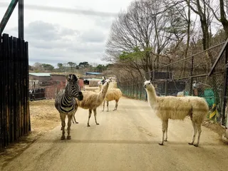 Tohoku Safari Park