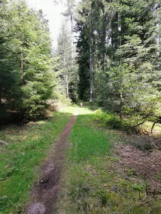 Pfad oberhalb Baiersbronn