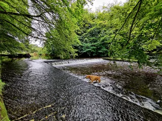 Pollok Country Park