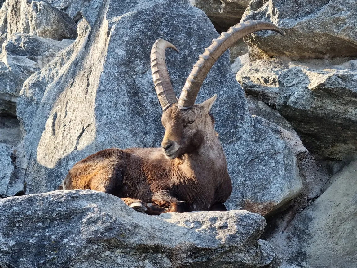 Alpenzoo Innsbruck - Tirol