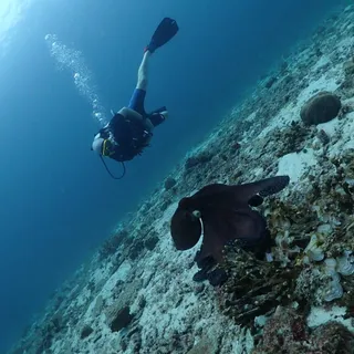 AQUA ONE Dive - PADI 5 Star IDC