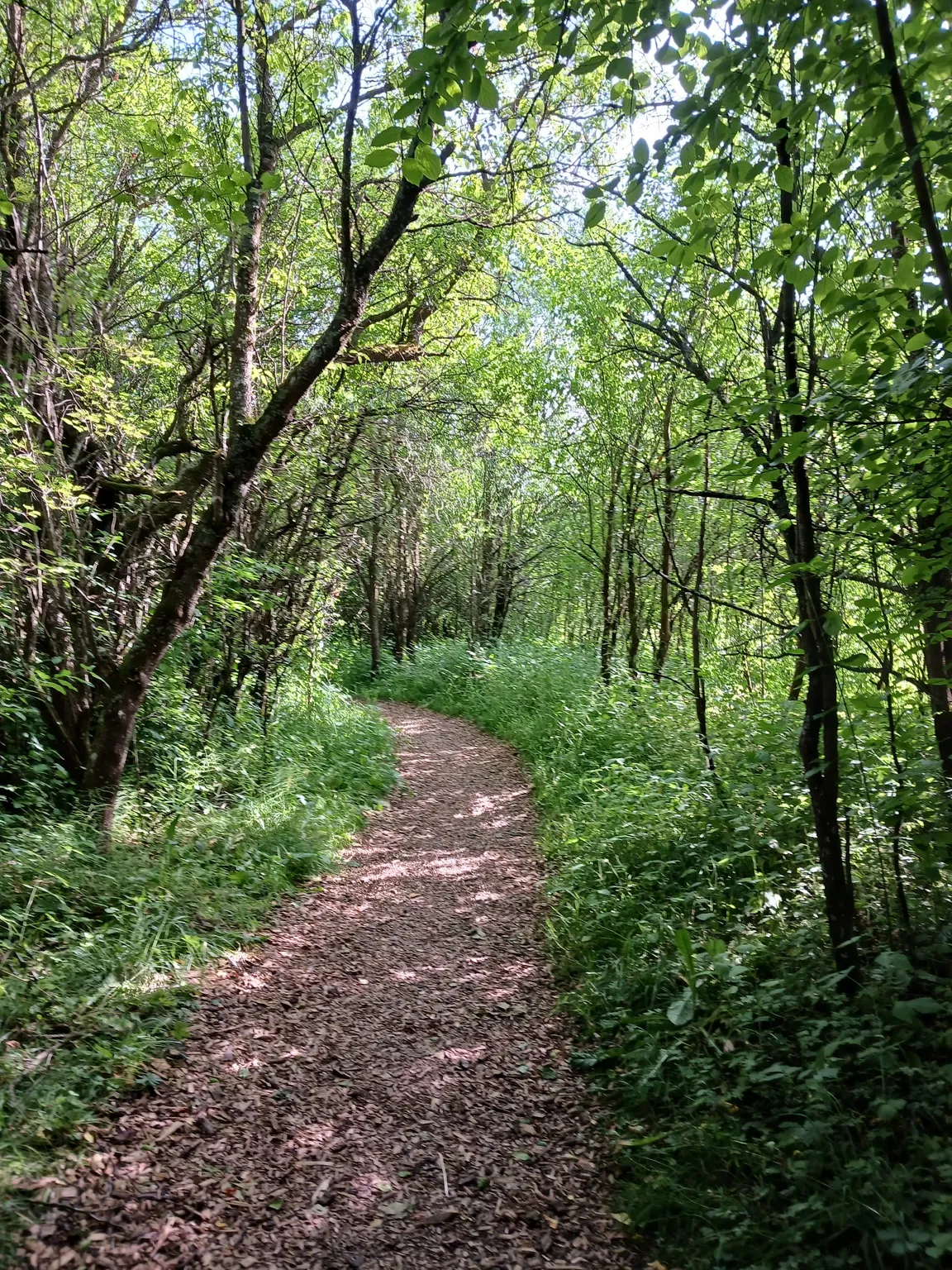 Bodenseeufer (Bodman-Ludwigshafen)