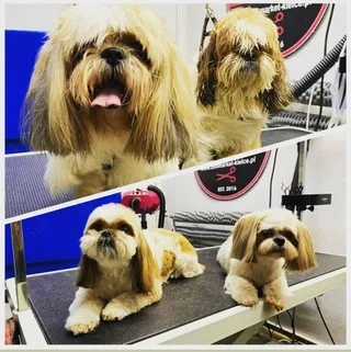 WHITE DOG grooming