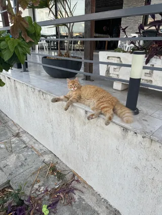 Cat park Larnaka