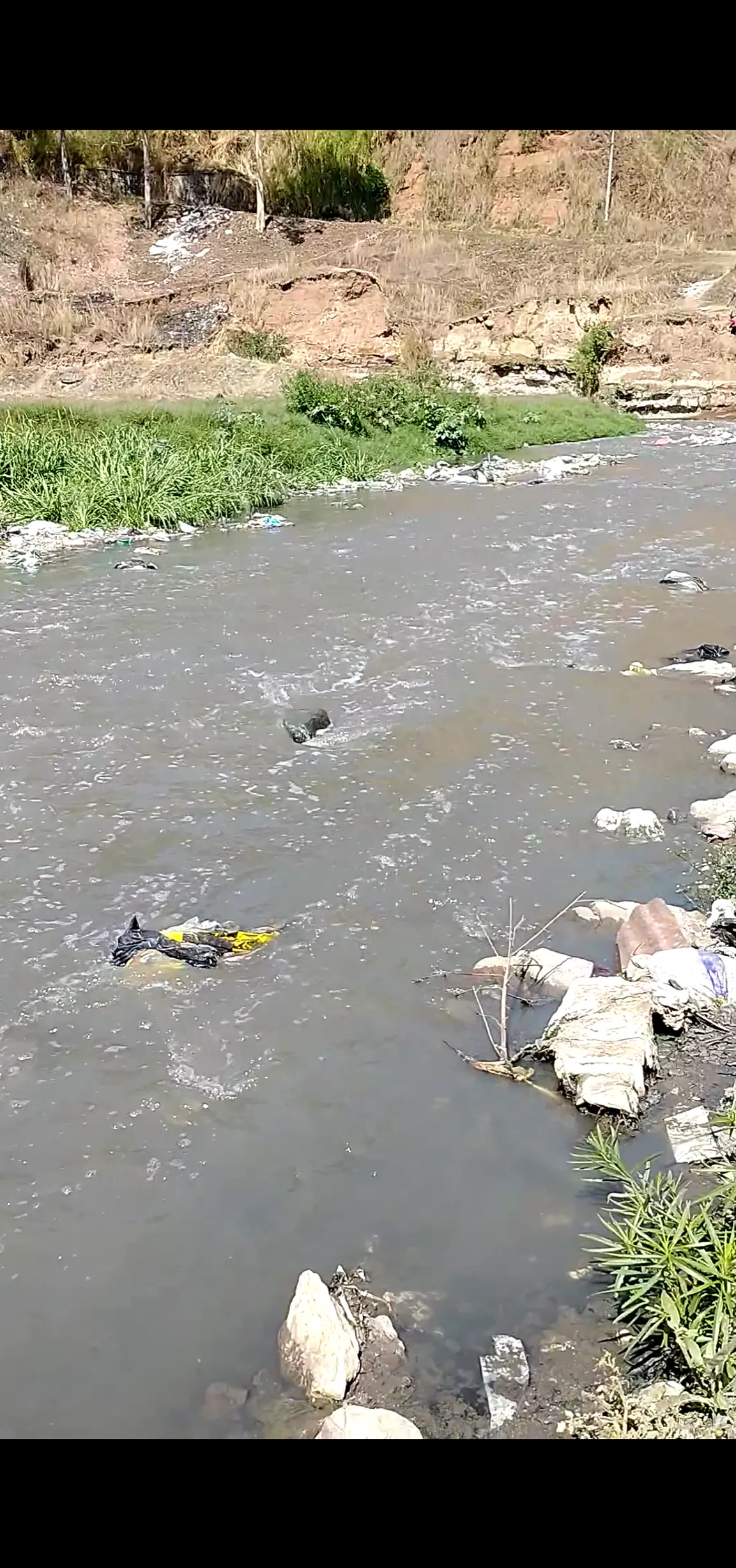 Río negro / las vacas
