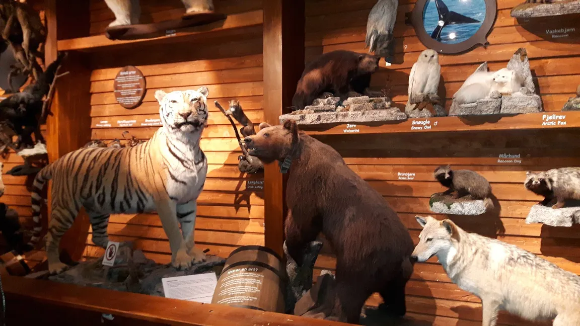 NTNU Vitenskapsmuseet