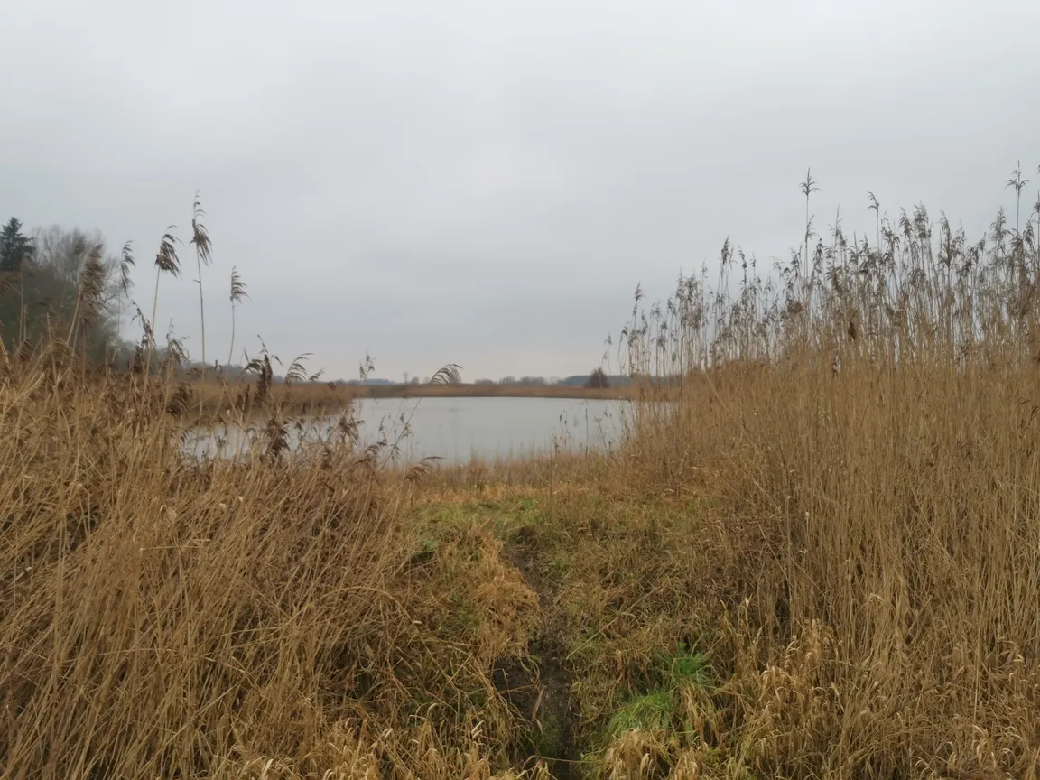 Vogelschutzgebiet 'Rieselfelder Münster'