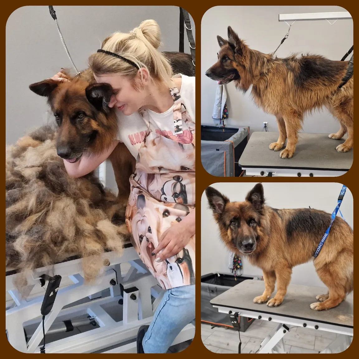 Psi Fryzjer Fryzjer dla zwierząt Sweet Beauty Joanna Przewoźniak Psi fryzjer groomer Śląsk Katowice Chorzów