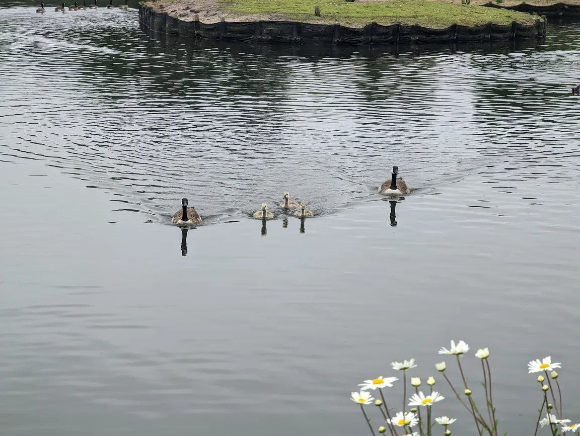 Petersfield Heath & Pond/Lake