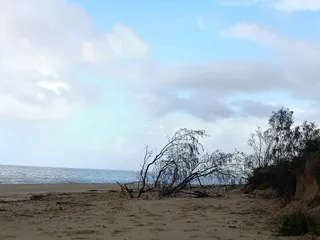 Dog Beach