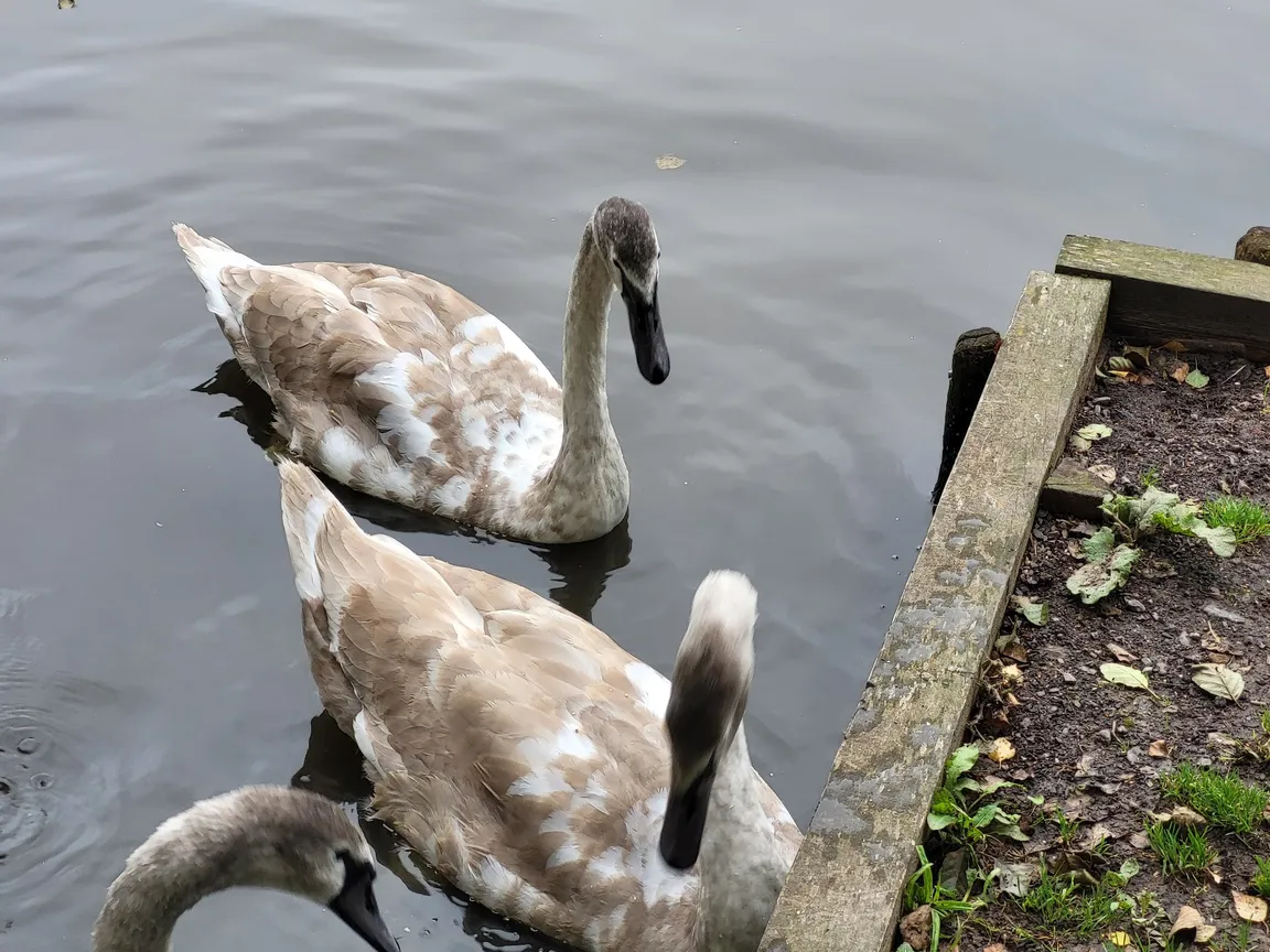Tilgate Park