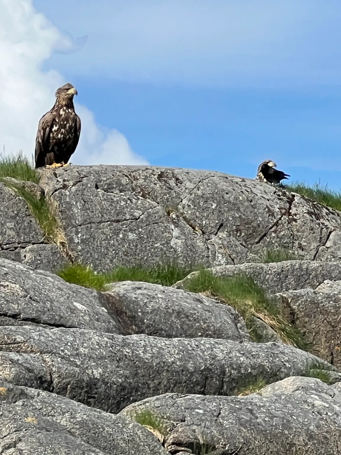 RIB-Lofoten