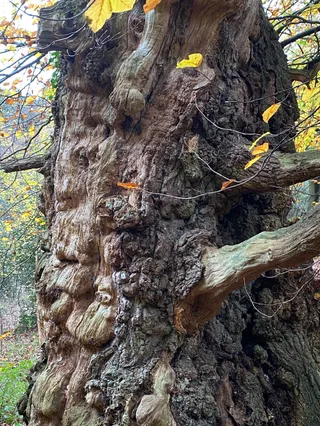 Swinley Park