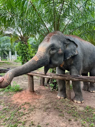 Krabi Elephant Sanctuary