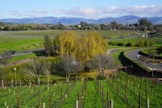 Domaine Carneros