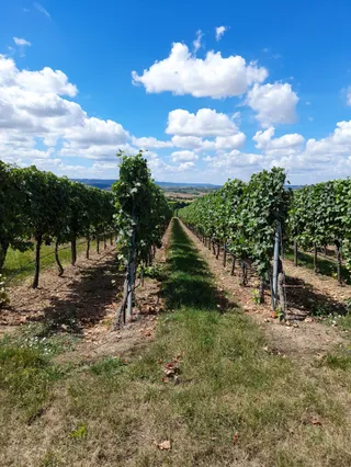 Weingut Kurz-Wagner