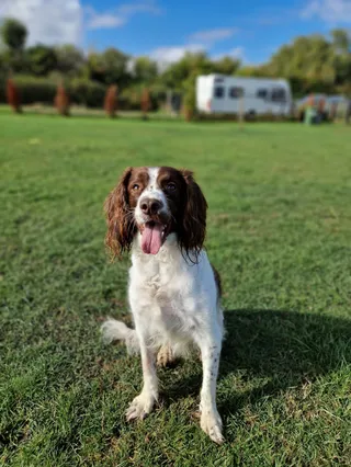 Paddys Pawfect Paddock