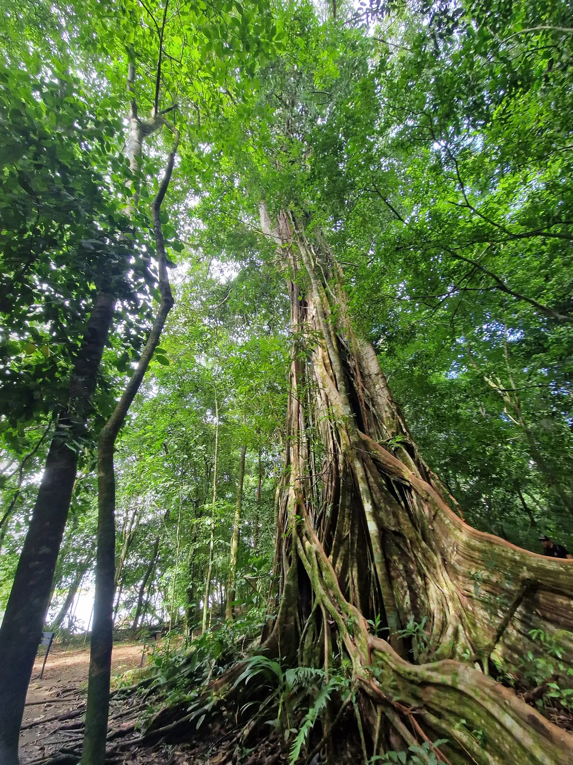 Park Narodowy Corcovado