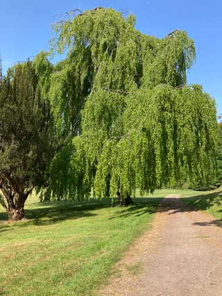 Dalkeith Country Park