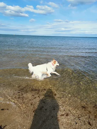 Dog Beach