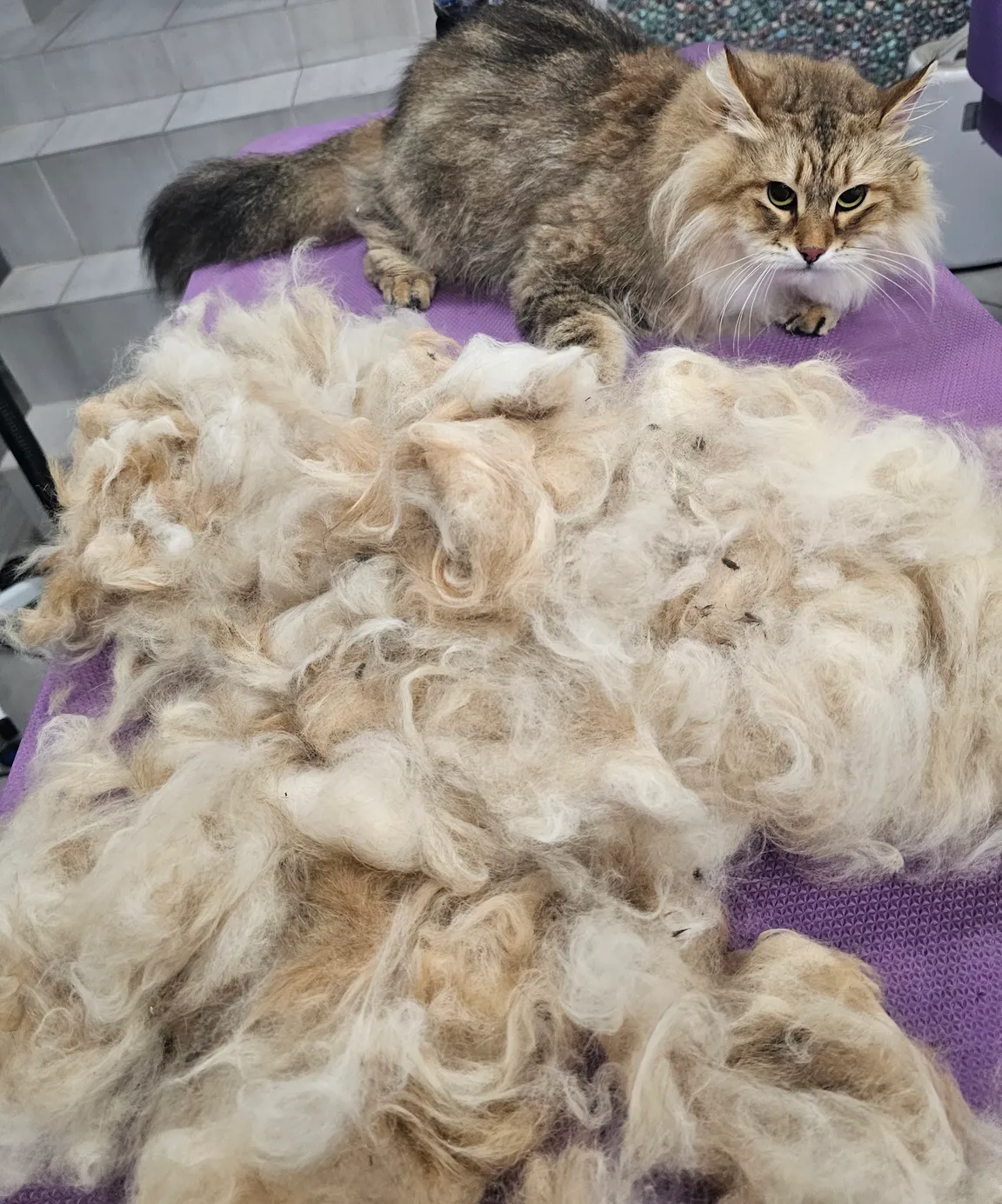 Psi Fryzjer Fryzjer dla zwierząt Sweet Beauty Joanna Przewoźniak Psi fryzjer groomer Śląsk Katowice Chorzów